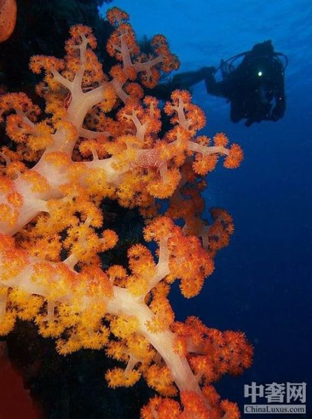 蓝壁海峡 感受潜水的天使之窗