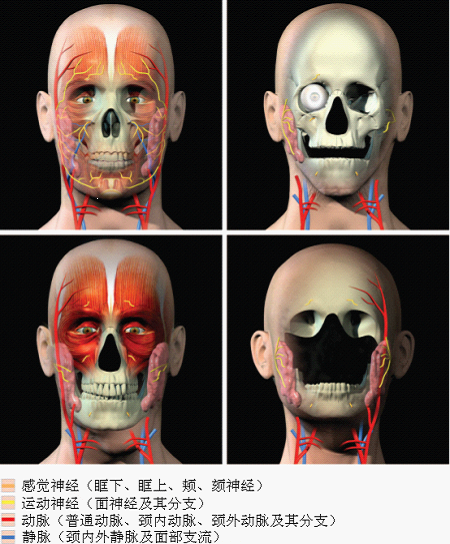 全脸移植，受体供体面部神经解剖图。