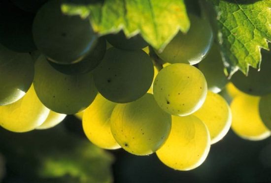 晶莹剔透的白诗南