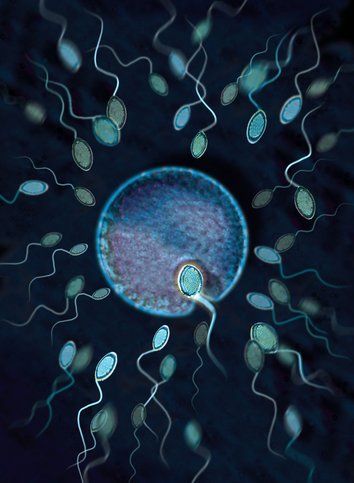 精子每分钟究竟能游多远？(资料图)