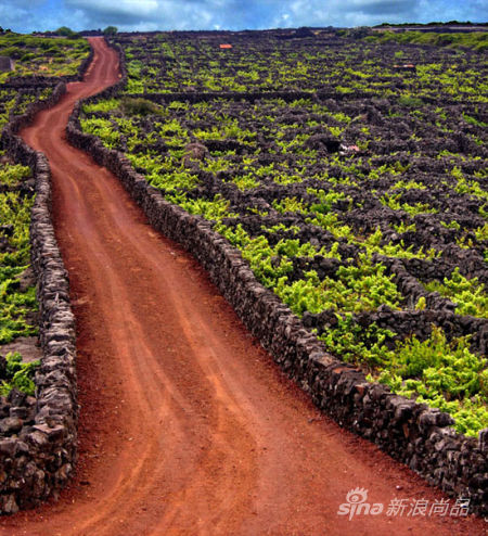 火山岩岛的土壤极为贫瘠