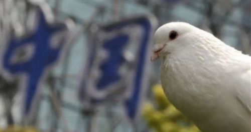 H7N9肆虐 资料图