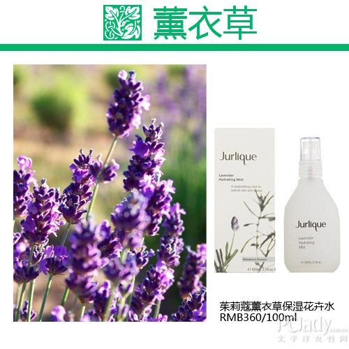 薰衣草