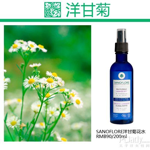 洋甘菊