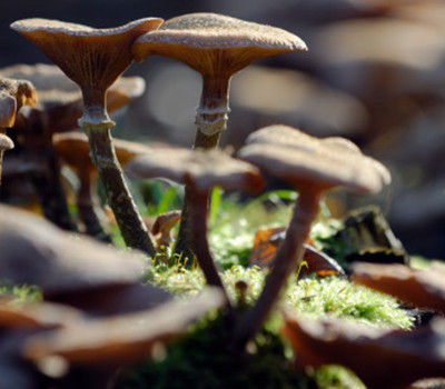 菌菇类的营养价值