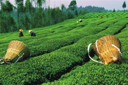 失落的蒙顶茶