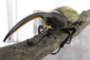 日本富人养甲虫最时髦 一只可卖100万(组图)