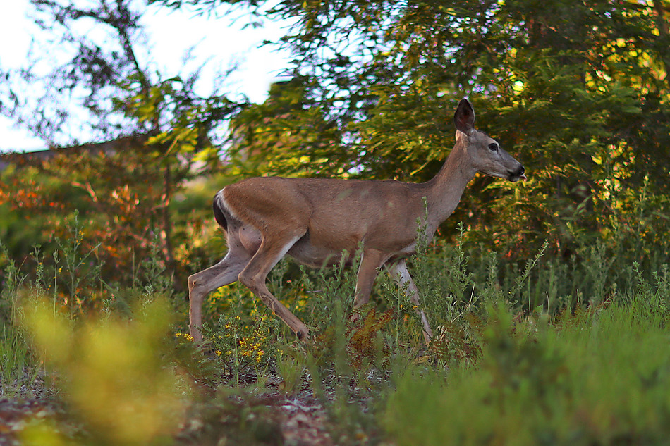 体验试驾法拉利California T