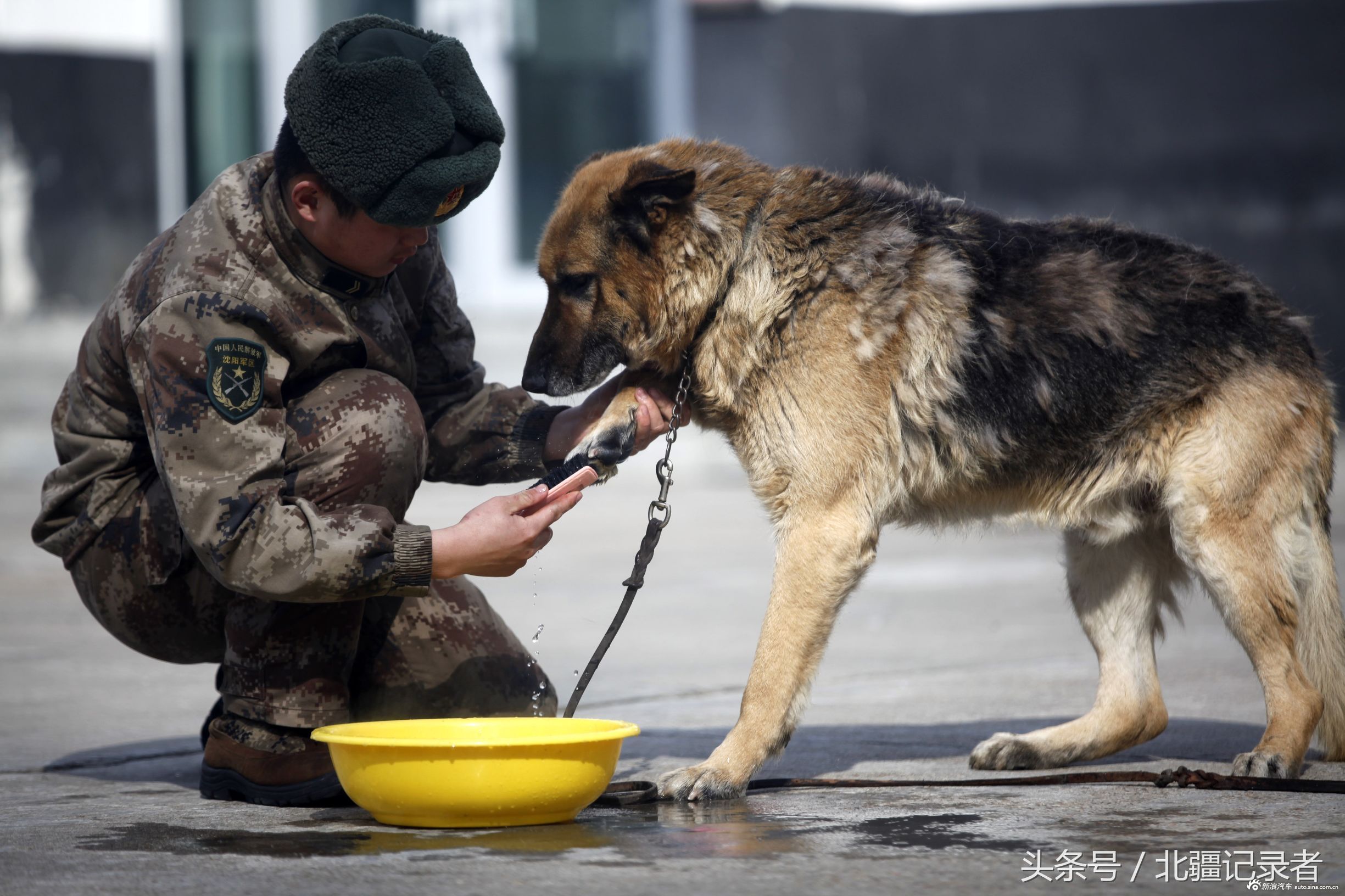 边关功臣军犬退役 战士列队敬礼泪别