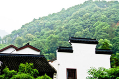 梅家坞：西湖烟霭 600年茶村悠然自得(组图)