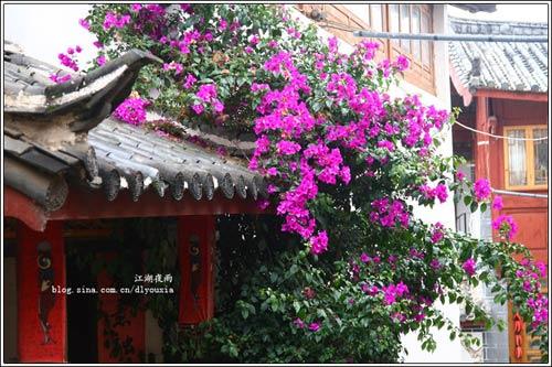 丽江掠影(图片来源：)