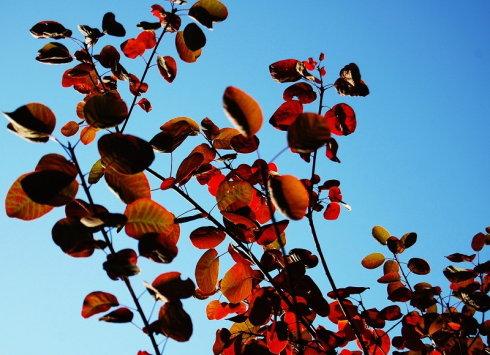 香山红叶(图：潇湘水云)