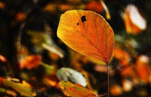 香山因为红叶而闻名遐迩(图：潇湘水云)