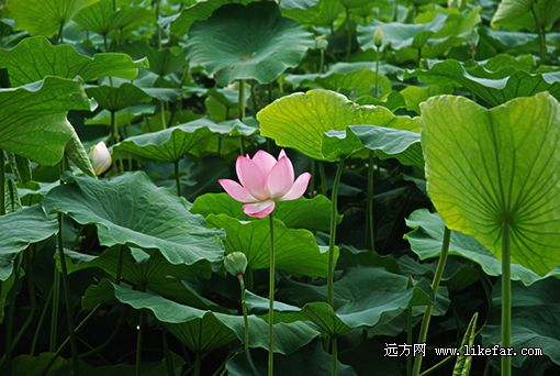 (游湖码头 摄影：王咩咩)