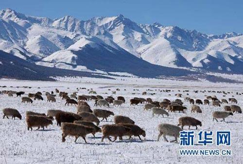 羊群在天山脚下的雪地里觅食(10月10日摄)。 10月8日起，一股较强冷空气入侵新疆哈密，当地气温下降明显，连降雨雪，天山披上了银装，对农牧业生产及居民生活造成一定影响。新华社发(朱正华 摄)