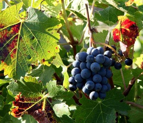 拉菲酒庄的葡萄园总面积约100公顷，其中赤霞珠(Cabernet Sauvignon)占70%，梅洛(Merlot)20%多