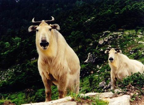 “塔金”(Takin)非常雷人