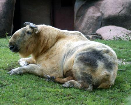 “塔金”(Takin)