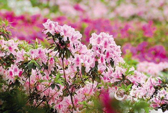 衡山杜鹃花开满山红(胡银汉摄)