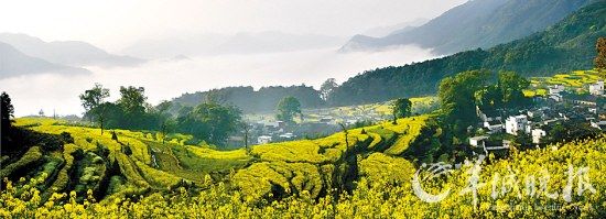 婺源江岭春色满园(程政摄)