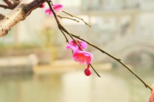 西溪梅花正艳。(资料图片)