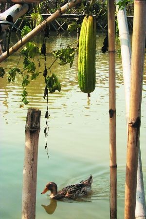原生态的岭南水乡。(资料图片)