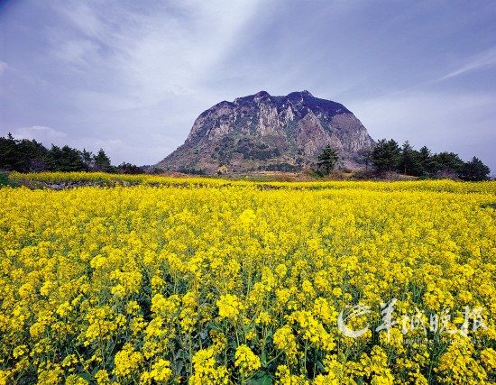 济州岛油菜花烂漫的春天(旅行社供图)
