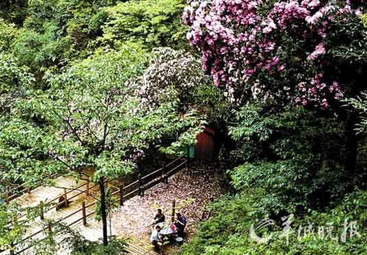 莽山：将军寨之春(景区提供)