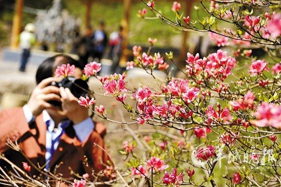 游客在拍摄杜鹃花 (新华社记者 郝同前 摄)