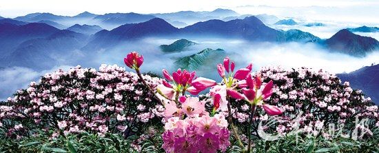 莽山杜鹃(景区提供)