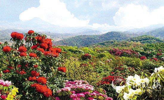 毕节：百里杜鹃 品种繁多，低矮的灌木、高大的乔木应有尽有。(景区提供)