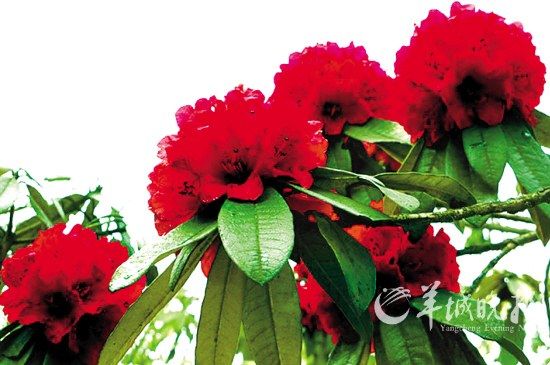 毕节：杜鹃花一团团一簇簇，开得热烈。(景区提供)