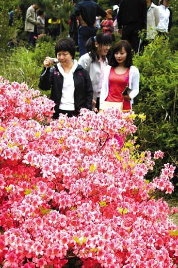 山东日照市万亩野生杜鹃花景区。(东方IC)