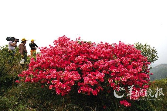 云雾山 ：杜鹃花王(景区提供)