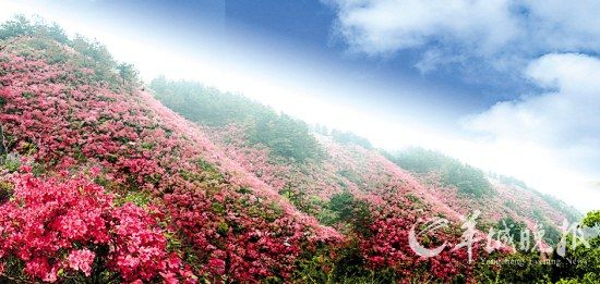 云雾山：杜鹃花海(景区提供)