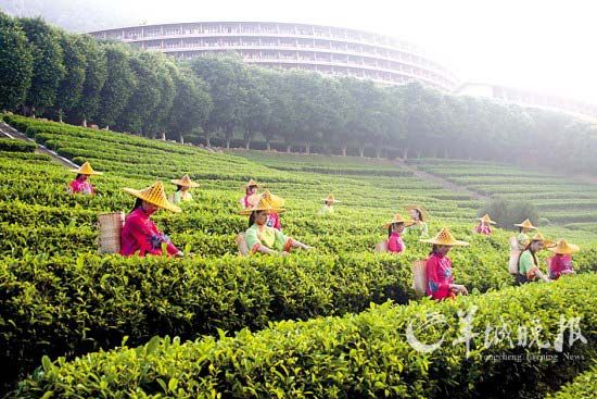 雁南飞茶田度假村(景区提供)