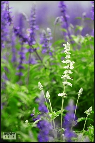 布拉格农场(图片来源：新浪博主 雨刷音乐)