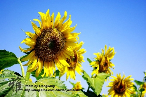 布拉格农场(图片来源：新浪博主 小雅)