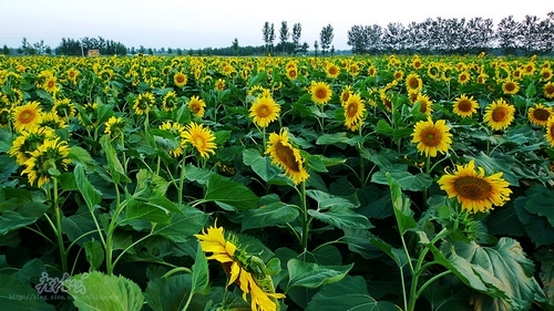 布拉格农场(图片来源：新浪博主 广德公)