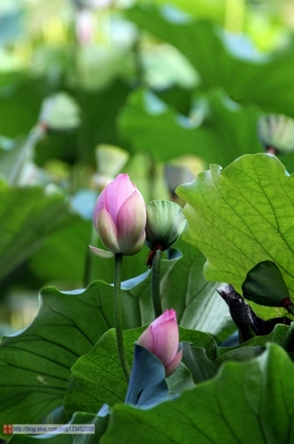 圆明园荷花(新浪博主：西北农夫)