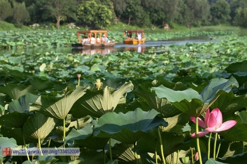 圆明园荷花(新浪博主：西北农夫)
