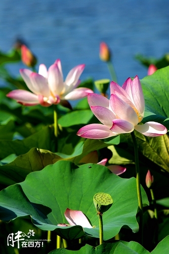 什刹海赏荷(新浪博主：胖少爷)