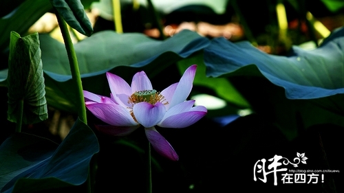什刹海赏荷(新浪博主：胖少爷)
