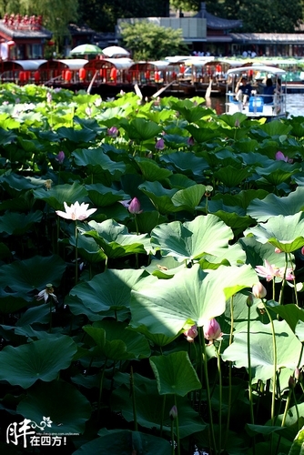 什刹海赏荷(新浪博主：胖少爷)