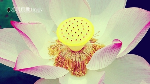 北海公园赏荷(新浪博主：Hmily_米粒)