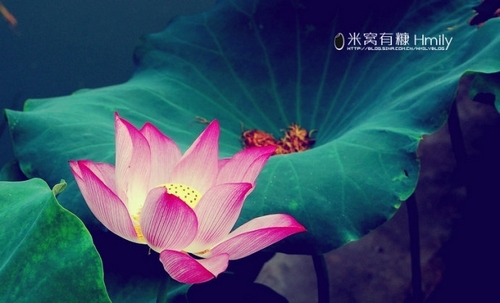 北海公园赏荷(新浪博主：Hmily_米粒)