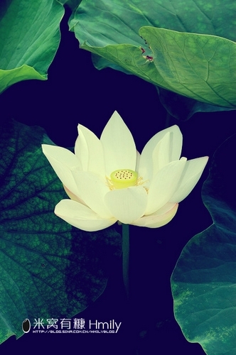 北海公园赏荷(新浪博主：Hmily_米粒)