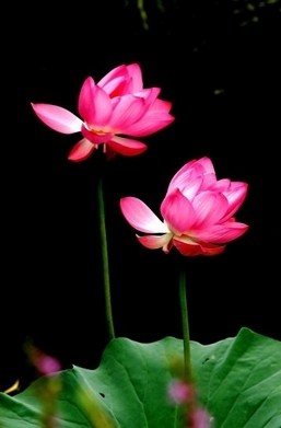 紫竹院赏荷(新浪博主：大漠孤烟) 