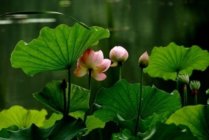 紫竹院赏荷(新浪博主：大漠孤烟) 