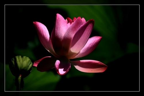 　玉渊潭赏荷(新浪博主：何苦)